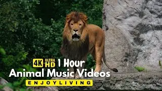 4K African Animals: Ruaha National Park, Tanzania - Relaxing Music With Video About African Wildlife