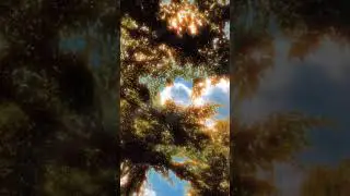 Sunlit Forest Vibes 🌿 | Lofi Relaxation