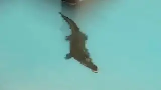 Something better than tf2 snakes