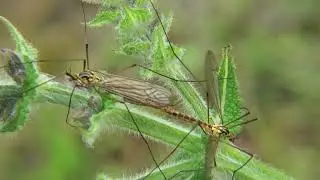 Zandtijger - Nephrotoma submaculosa