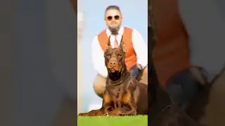 Son of King Hunter &ldquo;Prince Million Ayaz &ldquo; 💥 #doberman #dogsofinstagram #erdemayazz #puppies #dogs
