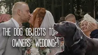 Dog objects to owners' wedding?! Cute Labrador, Harley breaks the silence with amazing timing!