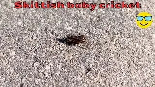 A skittish baby black field cricket hides in the grass