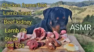 Rottweiler ASMR MUKBANG! Best MUTTBANG VIEW EVER!!!