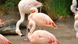4k HD Quality vodeos of wild animals love the animals and save future and dont cut tress