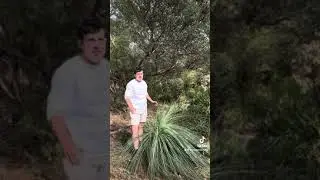 Australian native grass trees