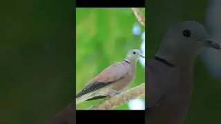 The Most Intelligent Birds in the World 🧠🐦 #BirdSmart