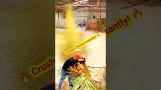 🔥 Instant Plant Crushing Machine! 😱 | #FarmingMachine #CrushingPower #SatisfyingVideo