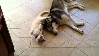 Affectionate husky