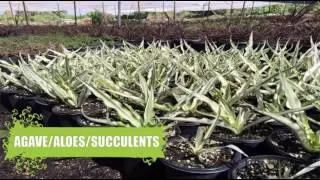 Agave Blue Flame, Fremontia Horticultural Inc
