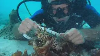 el sentido de ser un Bi&oacute;logo Marino