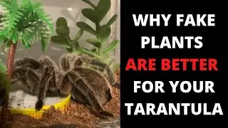 Why Your Tarantula Enclosure Should Have Fake Plants Instead Of Live Ones