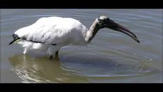 Wood Storks, Florida Rare Post-Freeze Gathering
