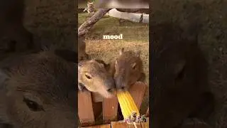 Feeding capybara with their favourite treats 🌽 capybara had no chill