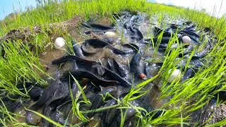 best top fishing, fishing skills, catching fish in rice field & pick eggs by best hand a smart man