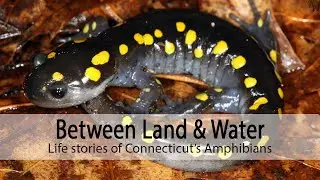 Between Land & Water: life stories of Connecticut's Amphibians