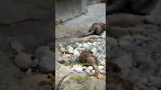 This Animal Uses a Tool Like a Human