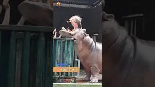 Hippo Sounds #shorts
