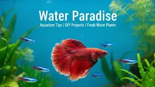 Betta Fish Live 🐠 | Beautiful Fighting Fish | Live Aquarium View 🔴