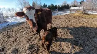 These Cows Could Kill Me, Not Sure Sometimes