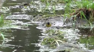 Vroege Vogels - Grote gele kwikstaart