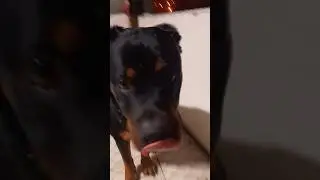 Kar tanelerini yakalamaya &ccedil;alışan kral #rottweiler #shorts
