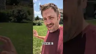 Why Is My Lawn Dying? Summer Lawn Care Tips