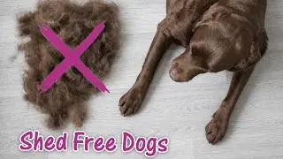 Dog Breeds That Don&acute;t Shed (and some don&acute;t smell either)