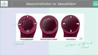 [What's the difference] Vasoconstriction vs. Vasodilation