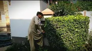 How to Grow a Beautiful Home Garden: Focusing on Plant Design for a Stunning Look