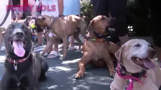 Laughing dogs!