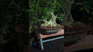 BONSAI FICUS KIMENG,LOA,DAN AMPLAS PUTIH (WA:085320420620)