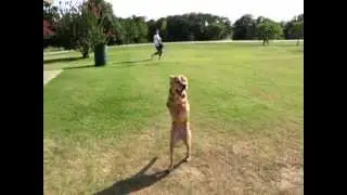 Faith the 2 legged dog