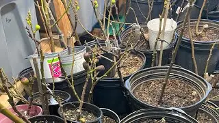 Stacking Your Fig Trees for better winter protection