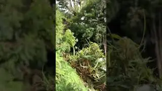 The wild marijuana, in high altitude