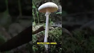 5 Most Poisonous Mushrooms