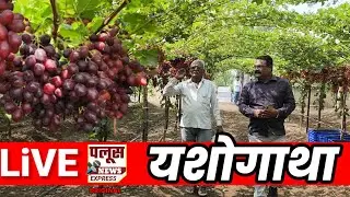 LiVE | New global variety of 'Aara Fire Crunch' successful; Amnapur's Mali family soars in grape farming