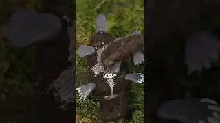 Platypuses sweat milk