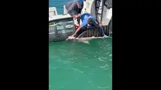 Bitey operation: Two-meter shark freed from crab trap