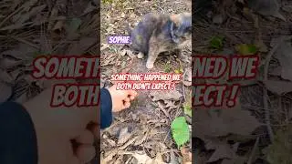 Раунд 2😸Как питомец! Прекрасная кошка разбавленного черепахового окраса #шорты