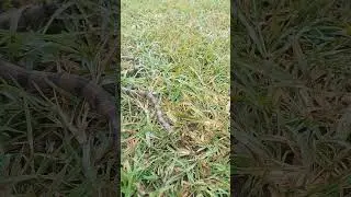 Banded kukri, common kukri snake released into the nature. save snake save nature  #snakes #shorts