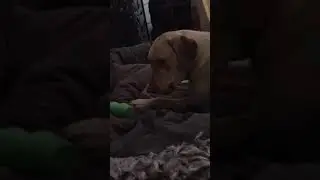 Tandy Enjoying The Water Bottle