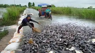 Essential Guide to Catching Copper Snakehead Fish