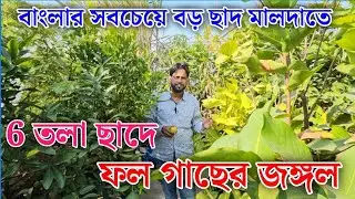 ফলের সমারোহ মালদা ফারুকদার ছাদ বাগানে beautiful fruit Garden overview in Malda