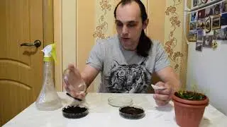 Хищные растения (drosera filiformis)