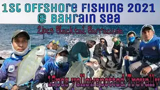 18pcs Yellowspotted Trevally & 21pcs Blacktail Barracuda,. Offshore Fishing @ Bahrain Sea.