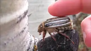 Ten-lined June beetle hissing