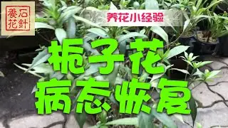 栀子花从病态恢复