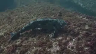 Shore Dive at Bare Island