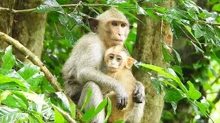 After Raining Baby Monkey Elpida  And Alberto Too Hungry They Need More Food...